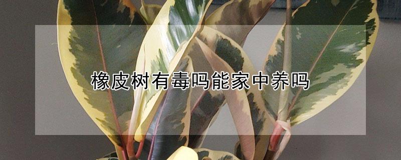 橡皮树有毒吗能家中养吗（橡皮树有毒吗?）