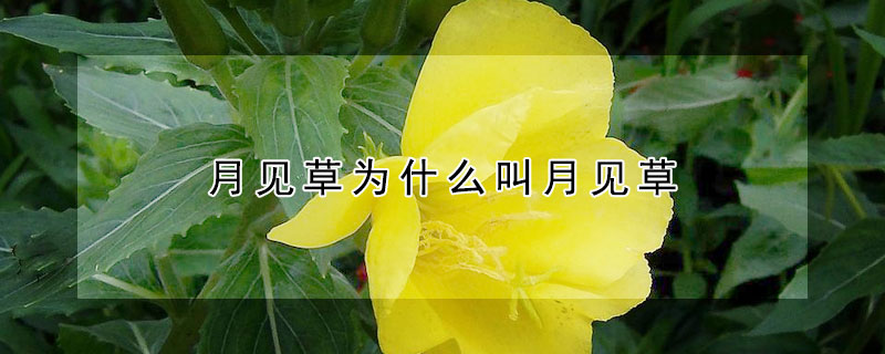 月见草为什么叫月见草（月见草为什么叫月见草的别名）