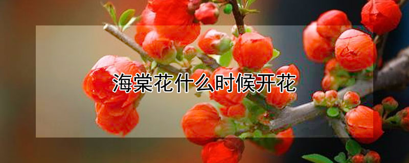 海棠花什么时候开花（海棠花什么时候开花?）