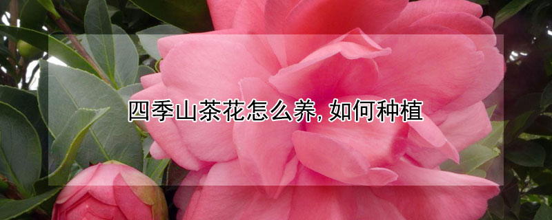 四季山茶花怎么养,如何种植（四季山茶花怎么养家庭养法）