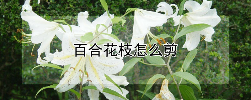 百合花枝怎么剪（百合花枝剪了明年还能开花吗）