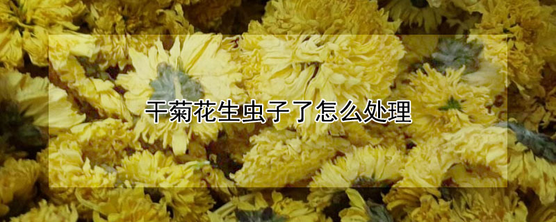 干菊花生虫子了怎么处理 干菊花生虫子了怎么处理好