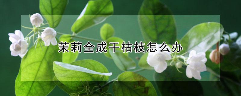 茉莉全成干枯枝怎么办（茉莉全成干枯枝怎么办能活吗）