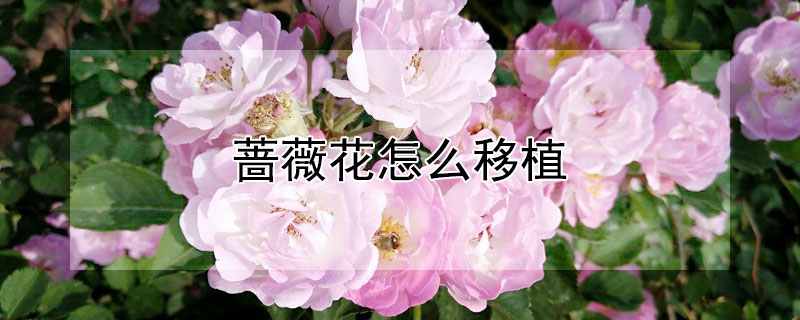 蔷薇花怎么移植 蔷薇花怎么移植种植