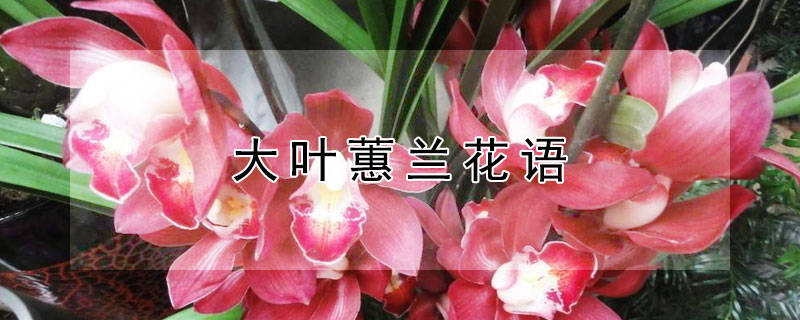 大叶蕙兰花语 大叶惠兰的寓意