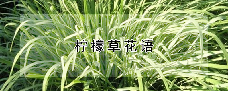 柠檬草花语（柠檬草花语和寓意）