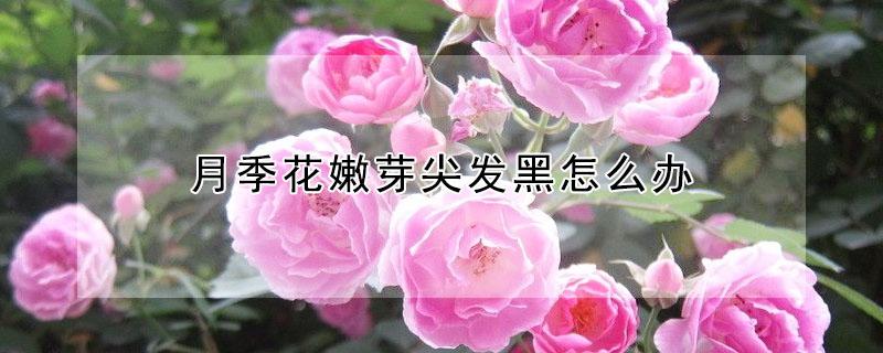 月季花嫩芽尖发黑怎么办（月季花嫩芽尖发黑怎么办视频）