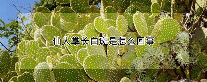 仙人掌长白斑是怎么回事 仙人掌出现白斑是怎么回事