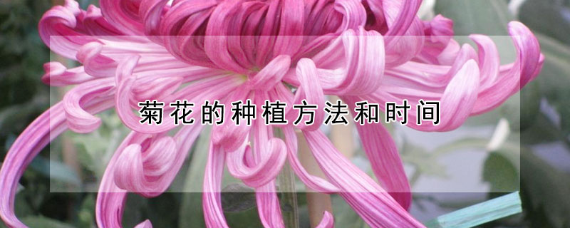 菊花的种植方法和时间 菊花的种植方法和时间独本菊