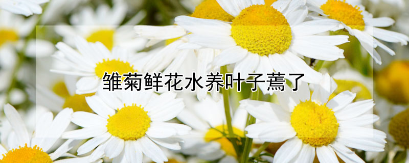 雏菊鲜花水养叶子蔫了 水养雏菊叶子蔫了怎么回事