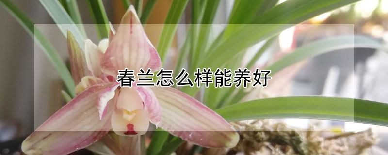 春兰怎么样能养好（春兰怎么样能养好呢）