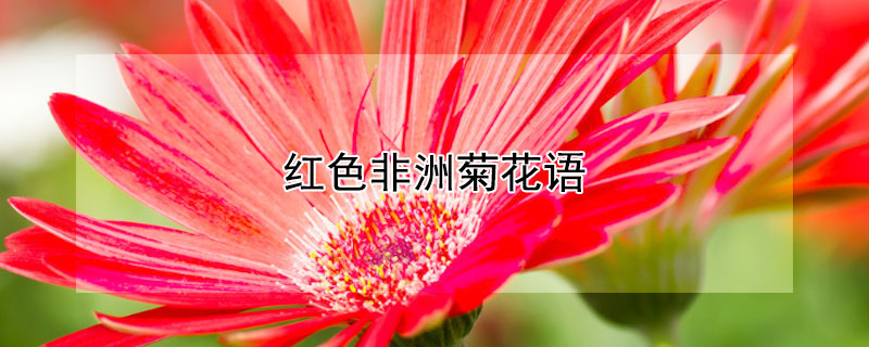 红色非洲菊花语 红色非洲菊花花语