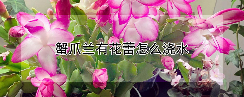 蟹爪兰有花蕾怎么浇水（蟹爪兰有花蕾时怎样施肥）