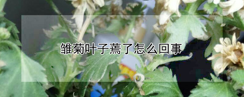 雏菊叶子蔫了怎么回事 雏菊叶子蔫了怎么回事啊