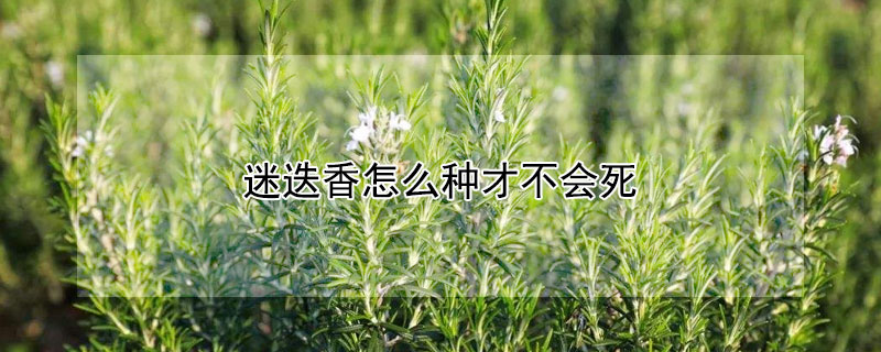 迷迭香怎么种才不会死（迷迭香种植法）