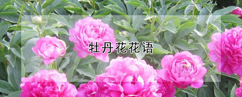 牡丹花花语 白色牡丹花花语