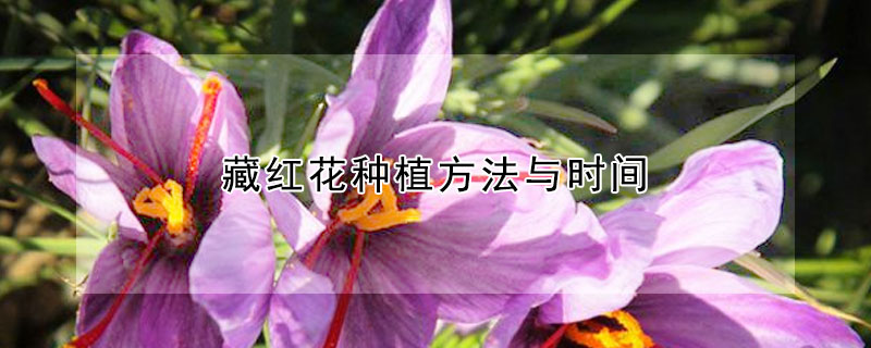 藏红花种植方法与时间 藏红花种植方法与时间管理