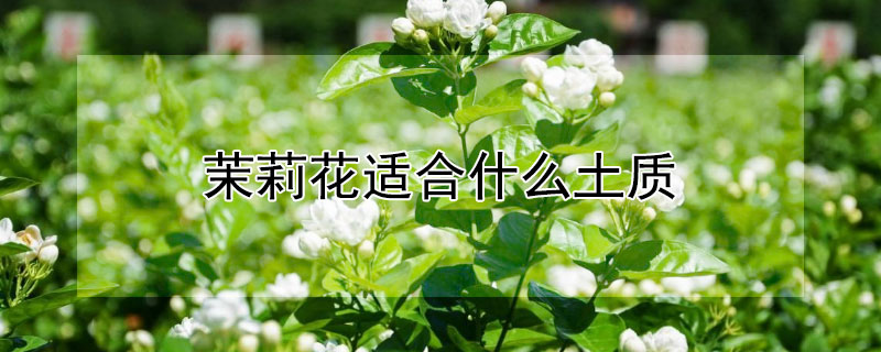 茉莉花适合什么土质 茉莉花适合什么土质养