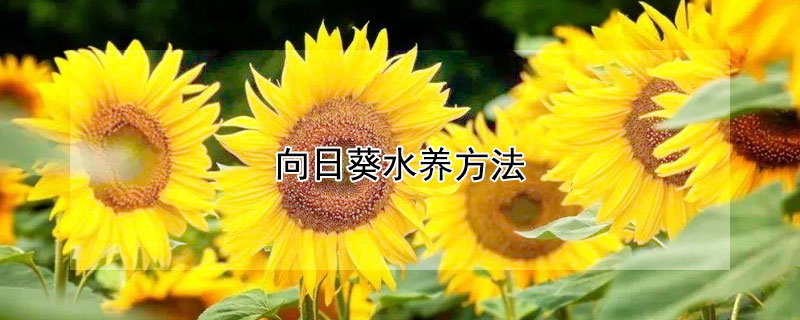 向日葵水养方法（向日葵水养方法和注意事项）