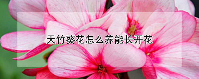 天竹葵花怎么养能长开花（天竹葵花图片大全图片欣赏）