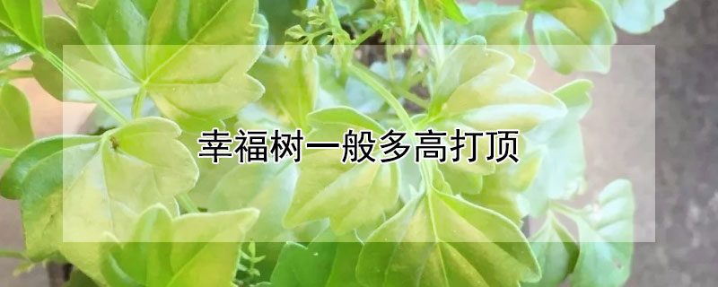 幸福树一般多高打顶（幸福树打顶和摘心图解）