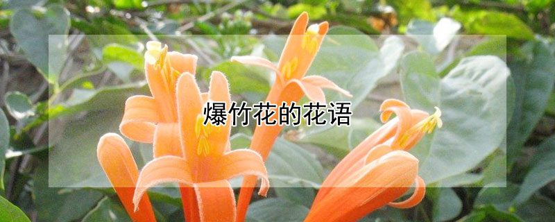 爆竹花的花语（爆竹花花语寓意图片）