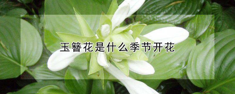 玉簪花是什么季节开花 玉簪花什么时间开花