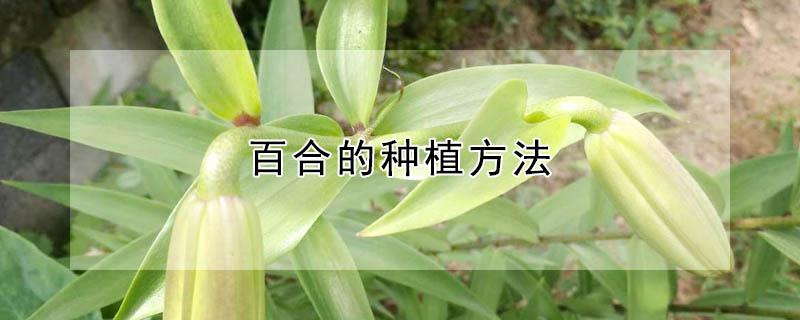 百合的种植方法（百合的种植方法和注意事项）