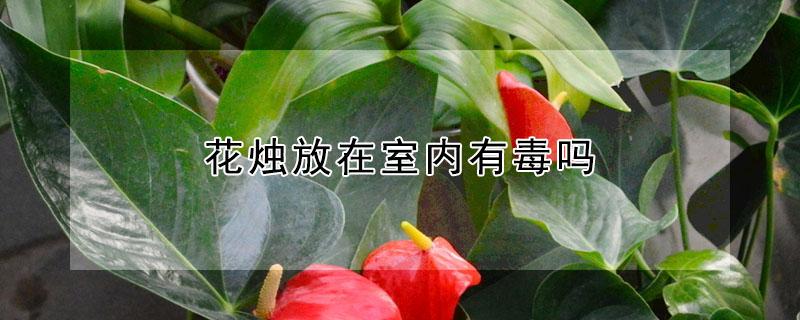 花烛放在室内有毒吗（花烛放在室内有毒吗花烛的养殖方法及注意事项）