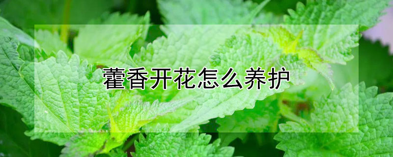 藿香开花怎么养护（藿香开花怎么养护和管理）