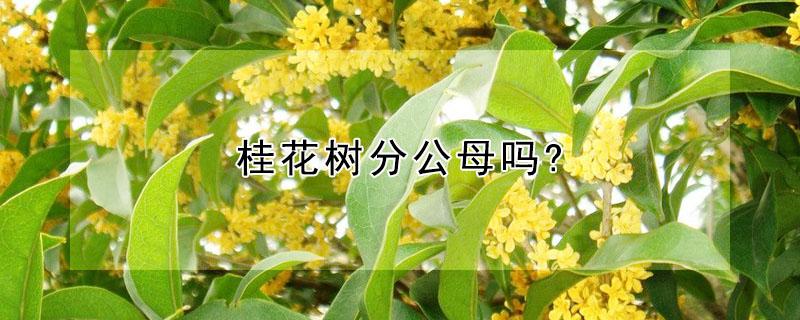 桂花树分公母吗?（桂花树分公母吗怎么分）