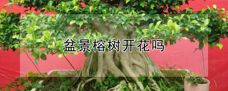 盆景榕树开花吗（盆景榕树开花吗怎么养）