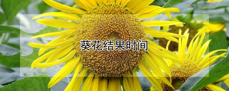 葵花结果时间（葵花几天出苗）