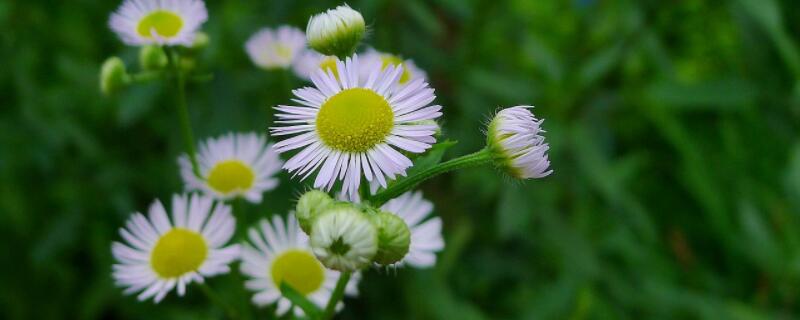 一年蓬花语 一年蓬花语是什么