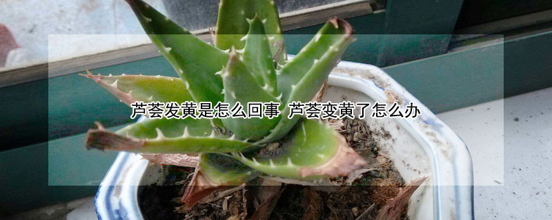 芦荟发黄是怎么回事 芦荟发黄是怎么回事儿