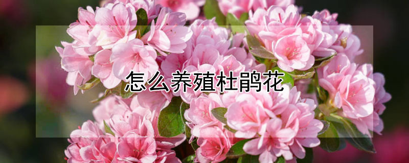 怎么养殖杜鹃花（怎么养殖杜鹃花才不容易黄叶）