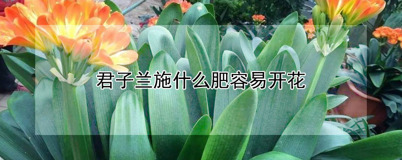 君子兰施什么肥容易开花（君子兰用什么肥料最好最旺）