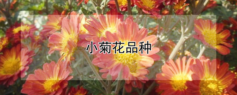 小菊花品种 小菊花品种介绍及图片