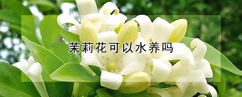 茉莉花可以水养吗（茉莉花可以水养吗怎么养）