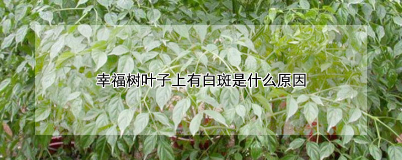 幸福树叶子上有白斑是什么原因（幸福树叶子上有白点怎么回事）