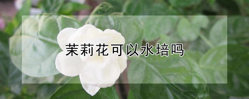 茉莉花可以水培吗（茉莉花的风水大忌属相）