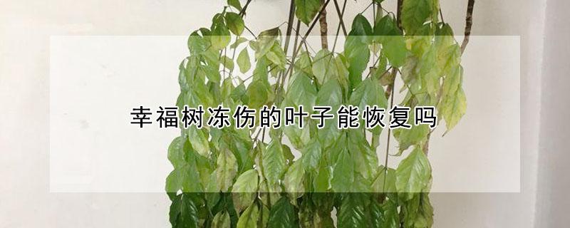 幸福树冻伤的叶子能恢复吗 幸福树冻伤了还能活吗