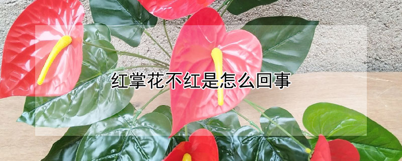 红掌花不红是怎么回事 红掌花朵不红怎么办