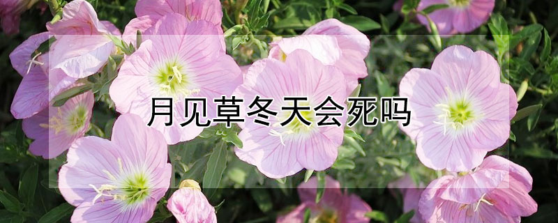 月见草冬天会死吗（月见草冬天会死吗视频）