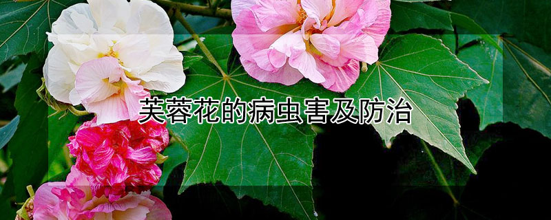 芙蓉花的病虫害及防治（芙蓉花的病虫害及防治方法）