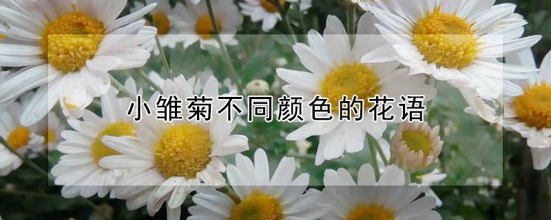 小雏菊不同颜色的花语 小雏菊不同颜色的花语和寓意