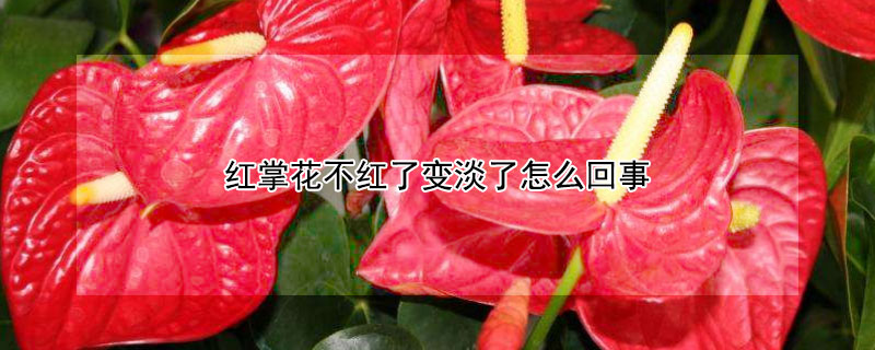 红掌花不红了变淡了怎么回事 红掌花不红了变淡了怎么回事儿