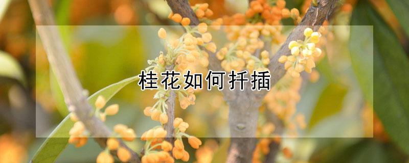 桂花如何扦插（桂花如何扦插,能用水浸泡生根吗?）