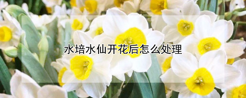 水培水仙开花后怎么处理 水培水仙开完花后怎么处理