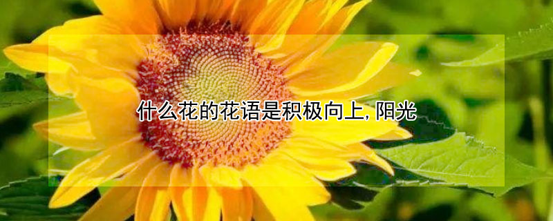 什么花的花语是积极向上,阳光 什么花代表积极向上阳光